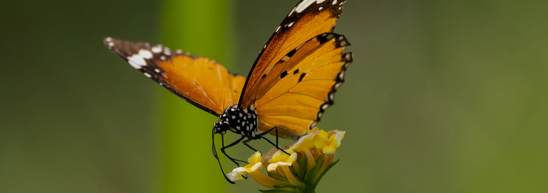 Mariposa monarca detalle